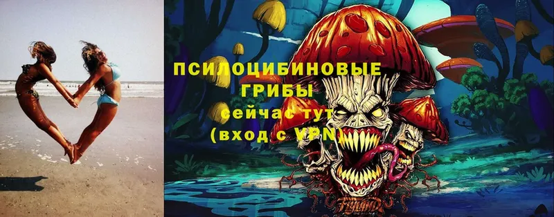 Псилоцибиновые грибы мицелий  Медынь 